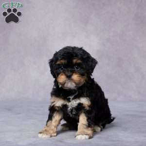 Roxy, Cavapoo Puppy